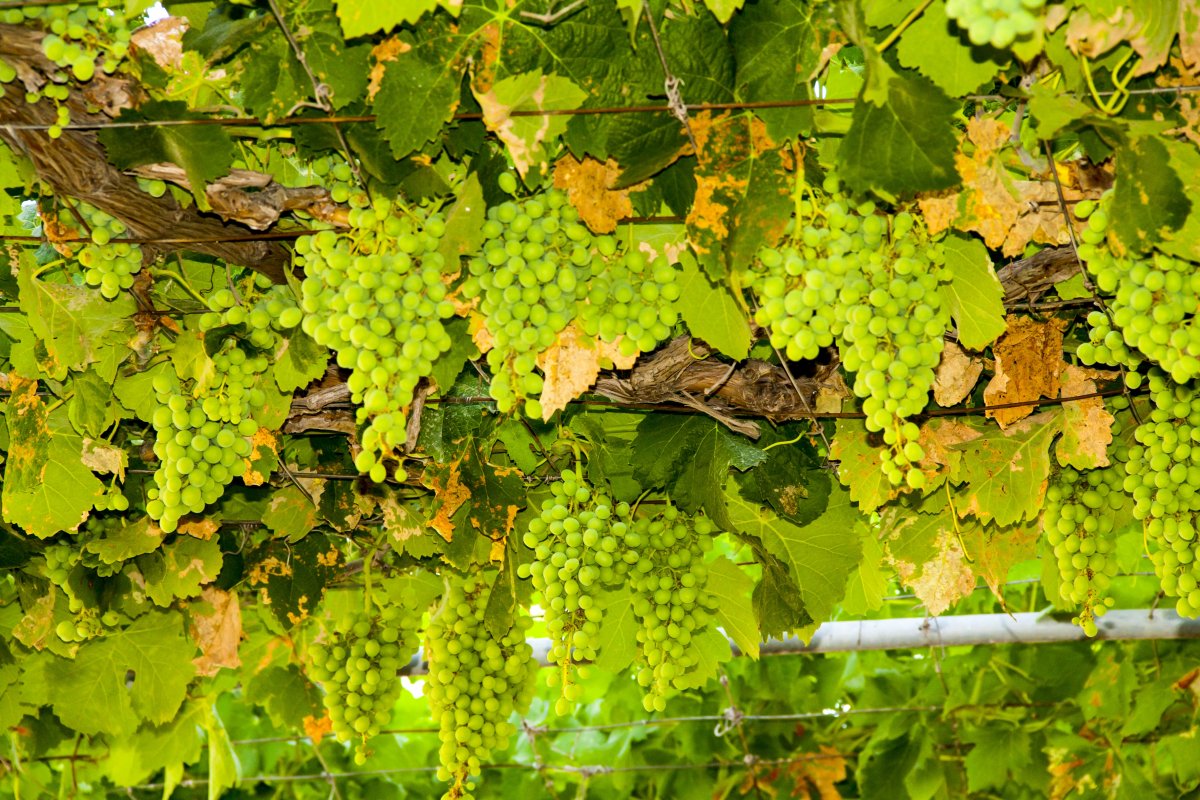 green vineyard pictures