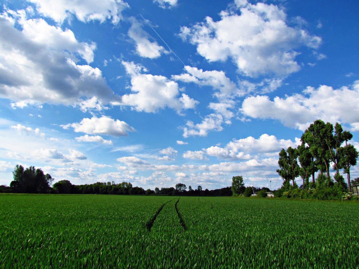 Scenery pictures of green rice fields under blue sky