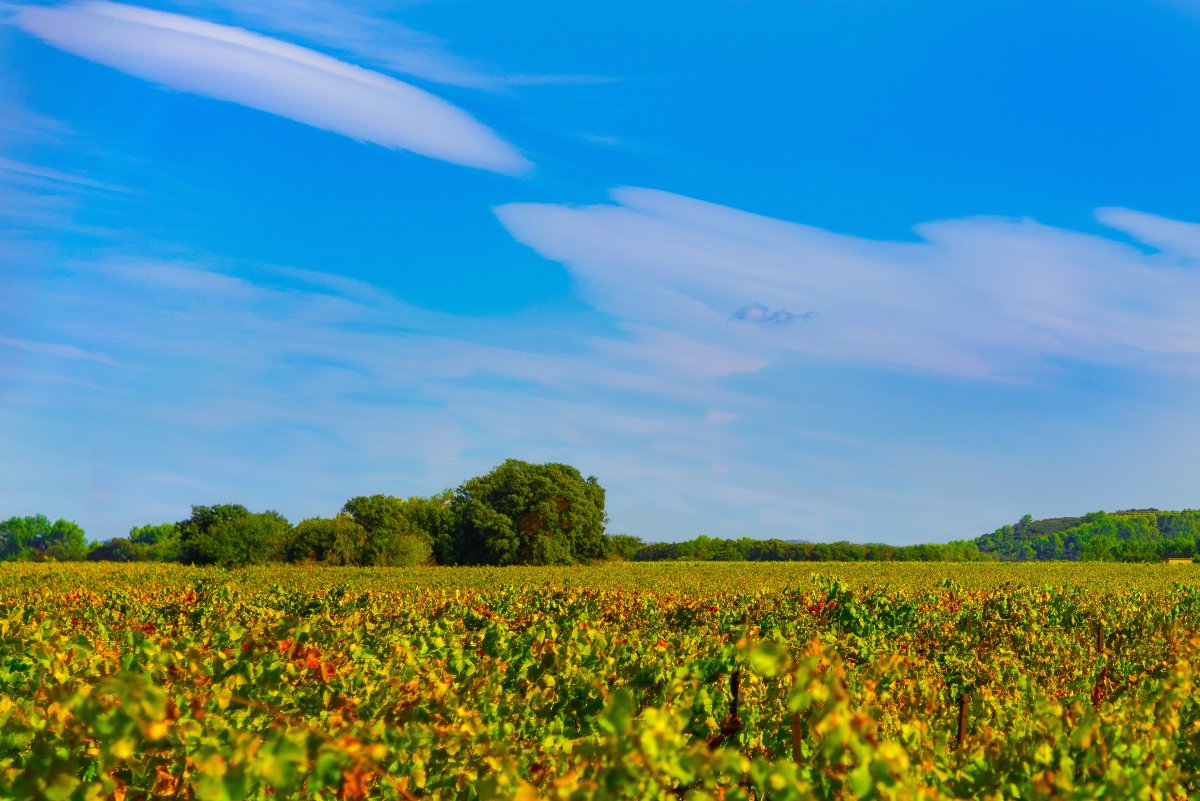 Vineyard landscape pictures under blue sky