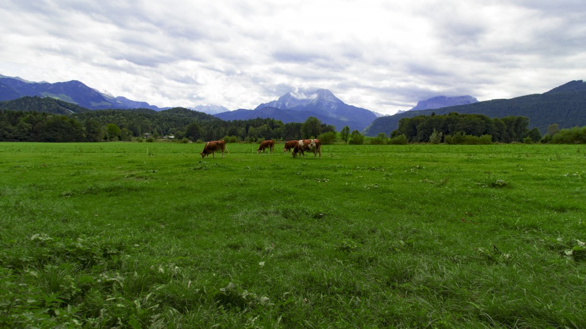 Bavarian grassland landscape pictures