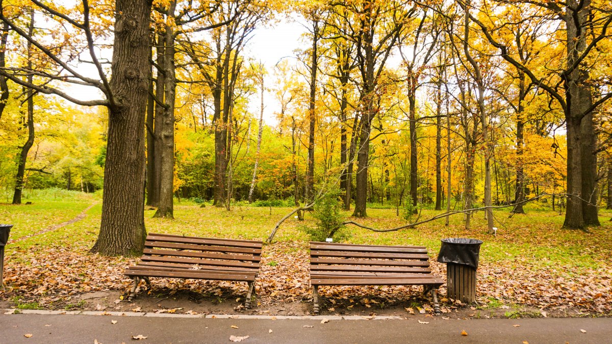 Fallen leaves scenery picture in autumn park