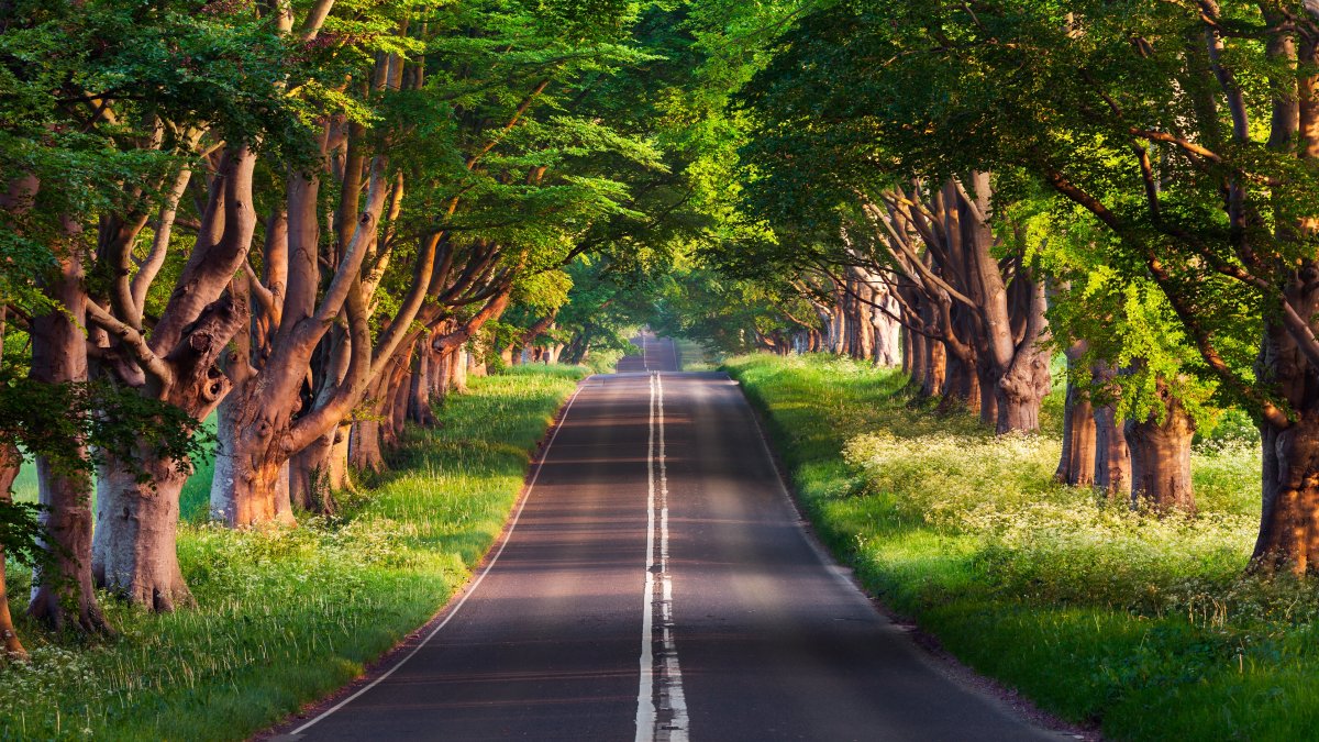 Outdoor forest road scenery pictures