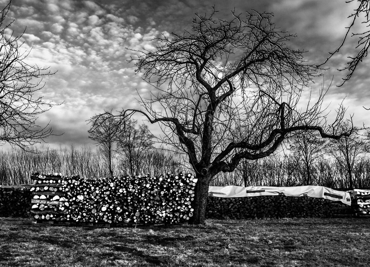 Winter trees scenery black and white pictures