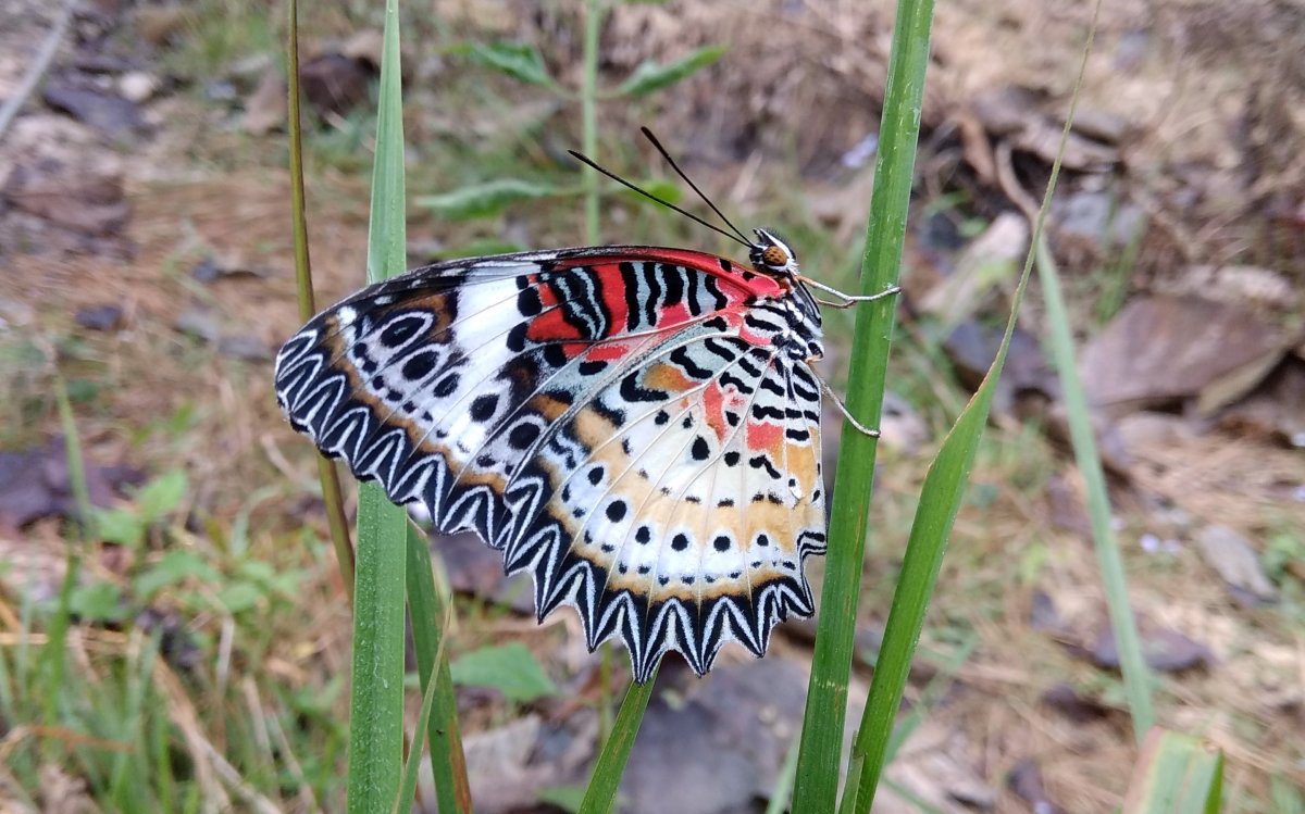 Colorful butterfly resting picture