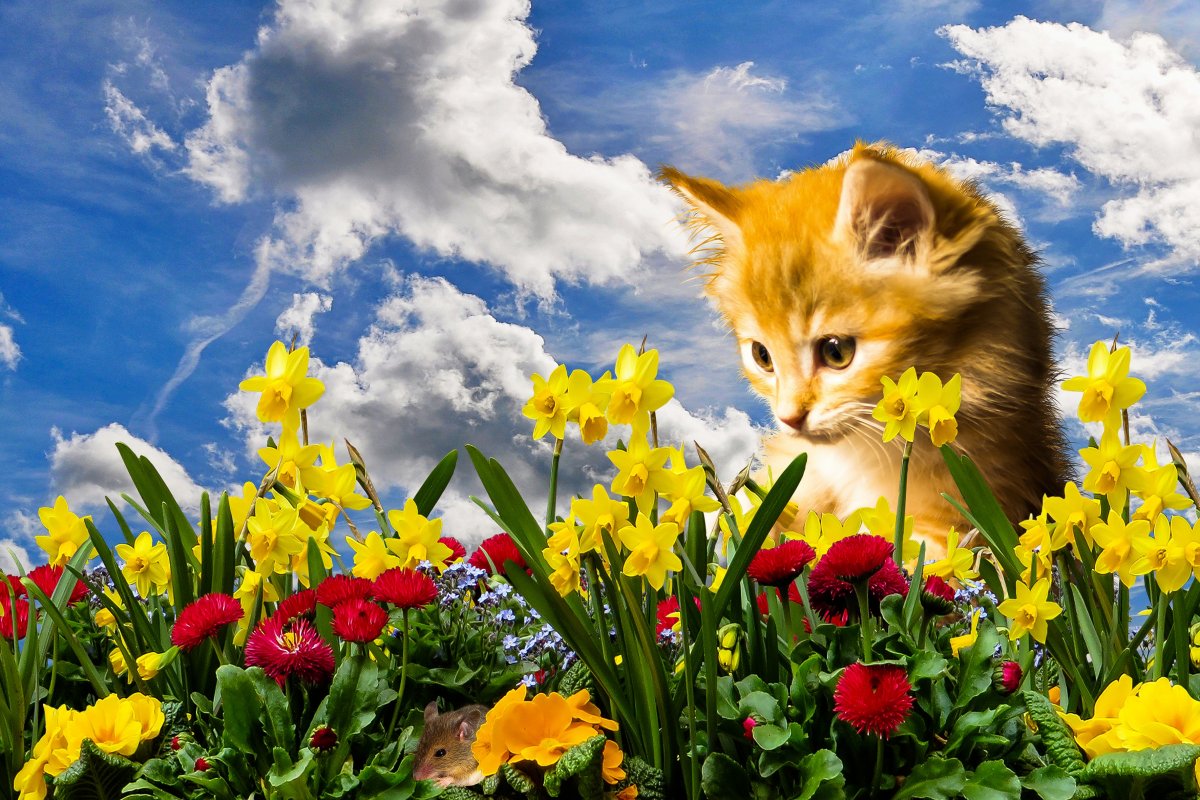 Spring flowers animals landscape pictures
