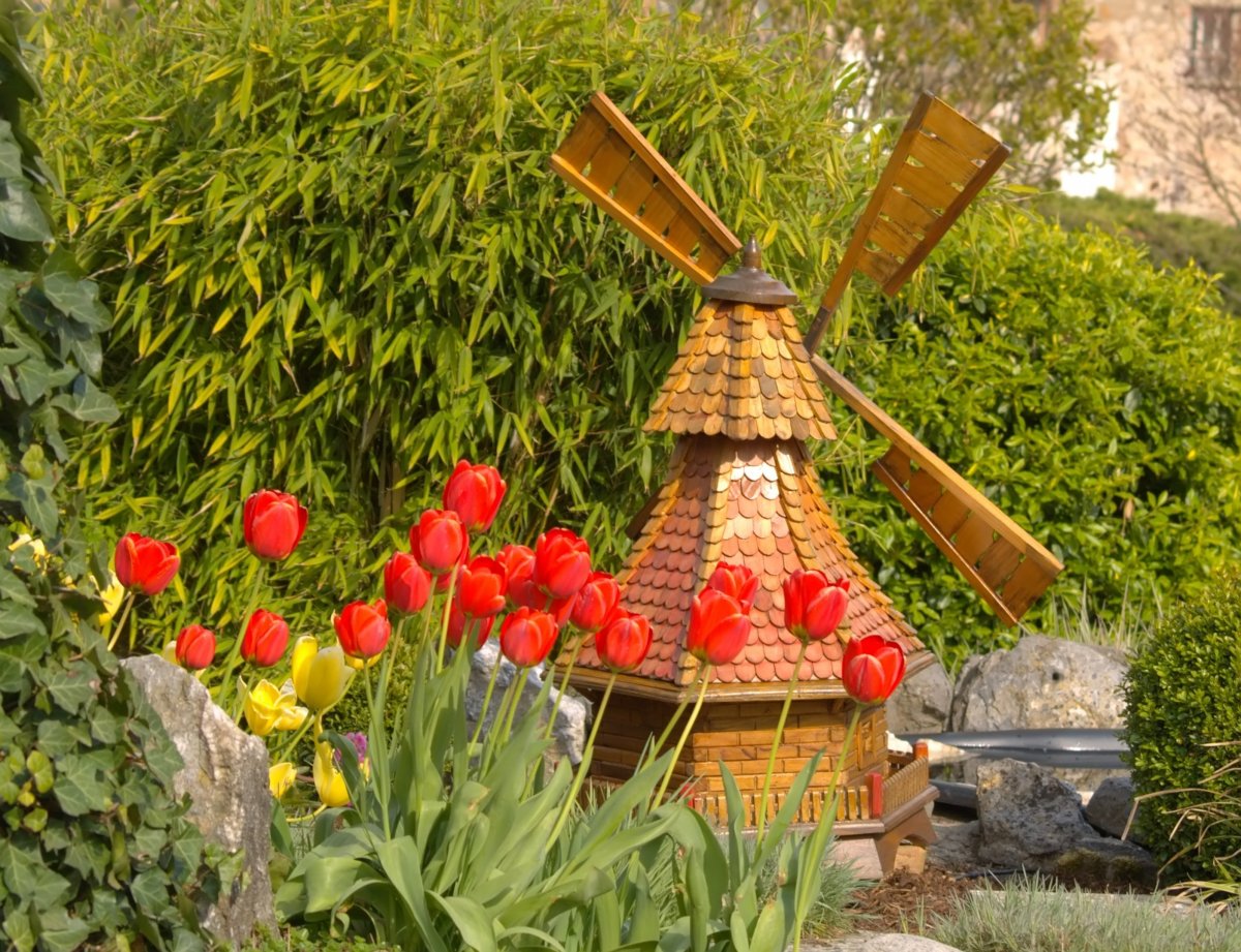 Garden Tulips Windmill Landscape Picture