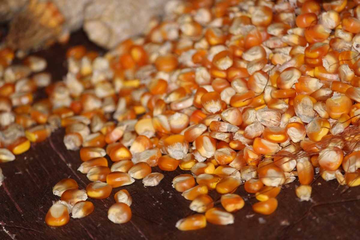 Dried corn kernels pictures