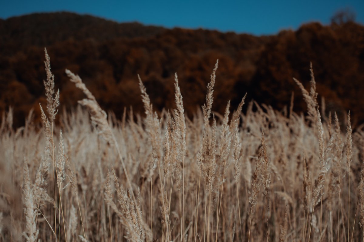 Autumn reed landscape pictures