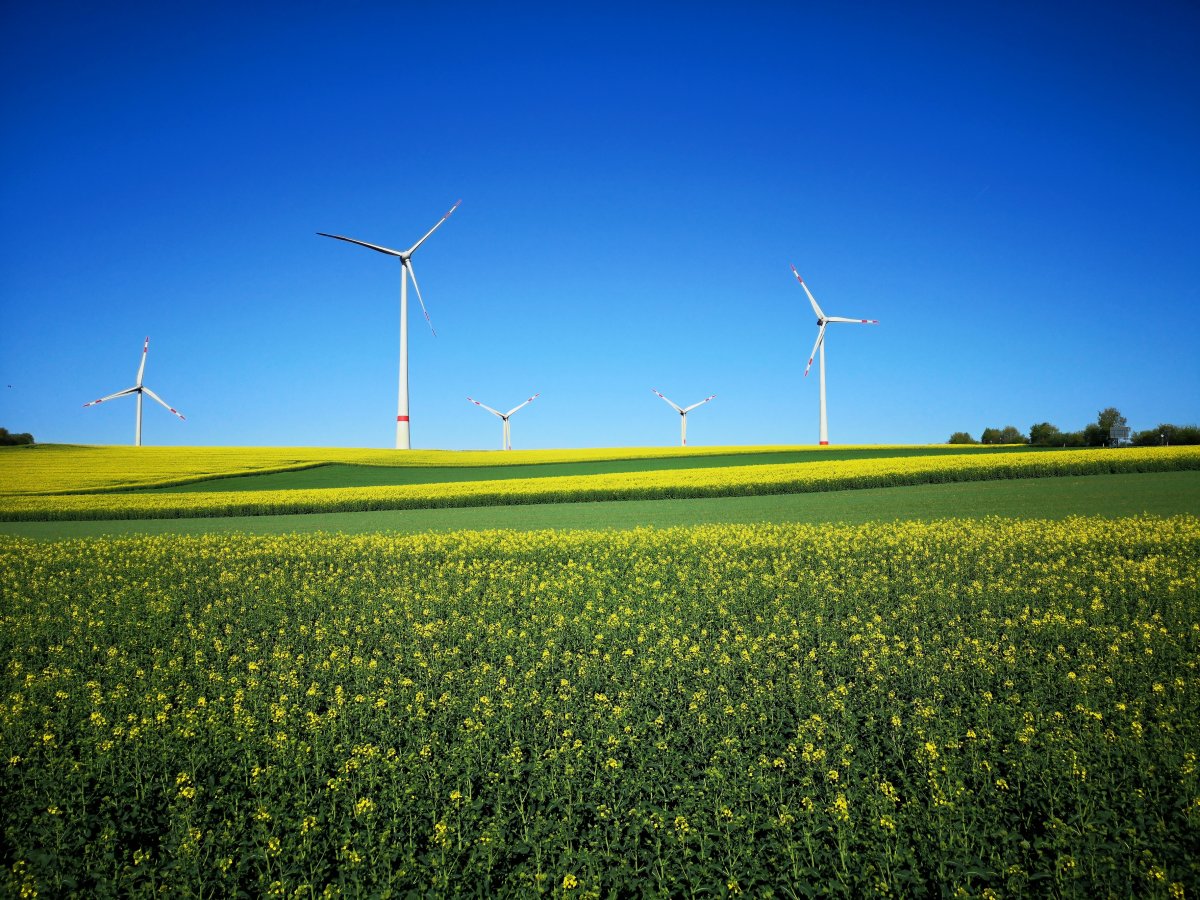 Scenery picture of windmill generating electricity in rapeseed field
