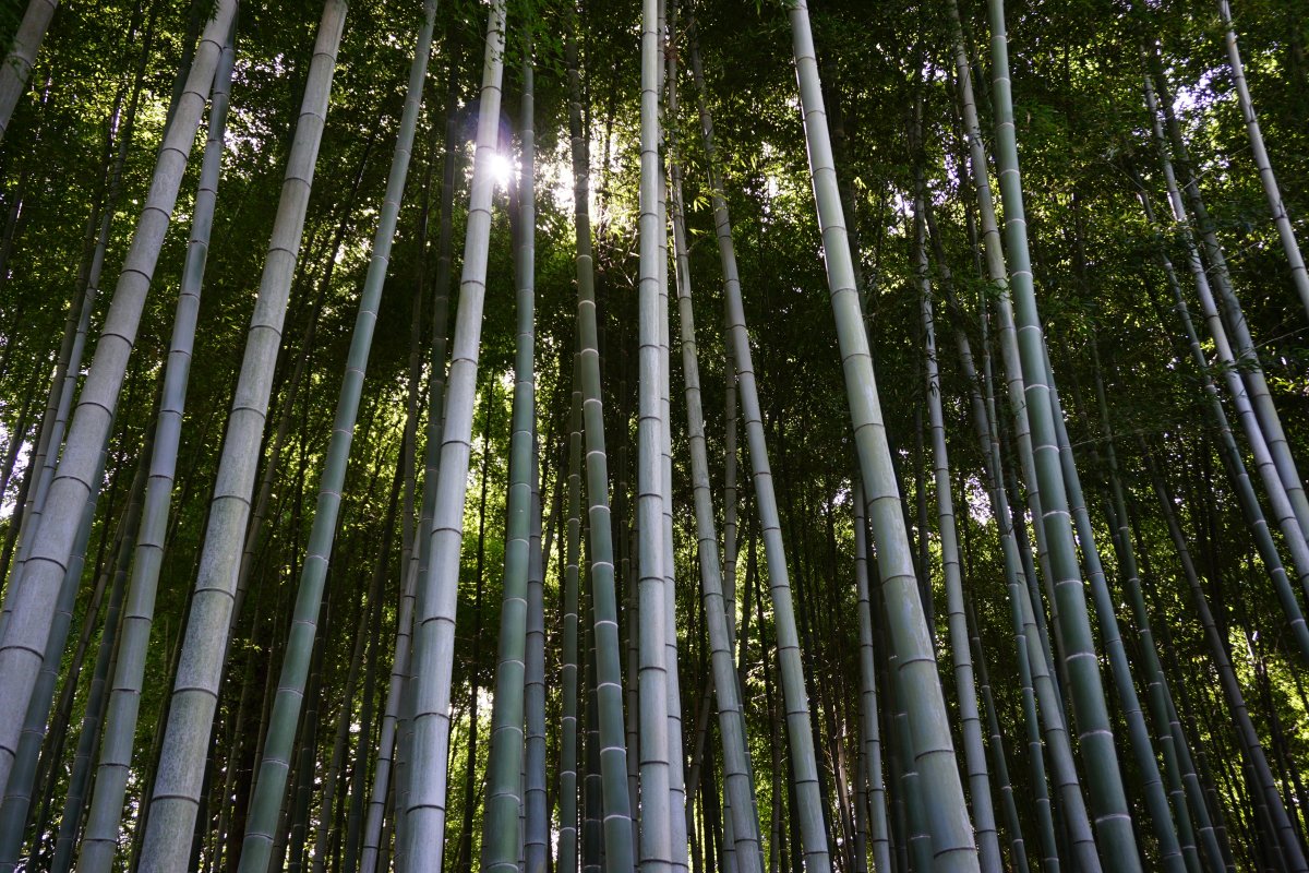 Bamboo Forest Bamboo Landscape Pictures