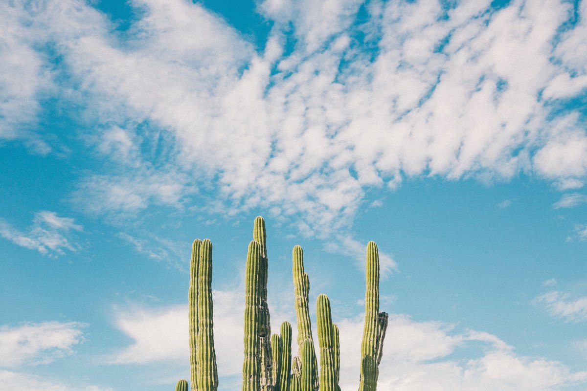Landscape pictures of cactus pillars with blue sky and white clouds