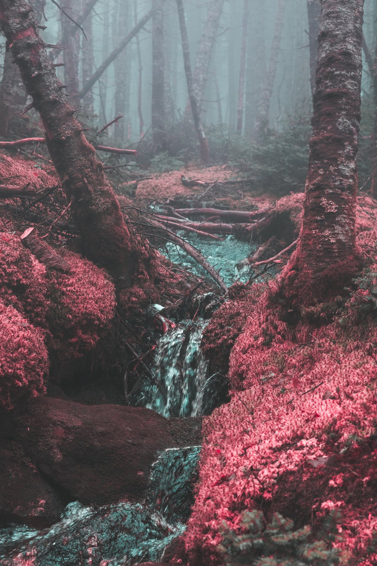Misty forest stream pictures