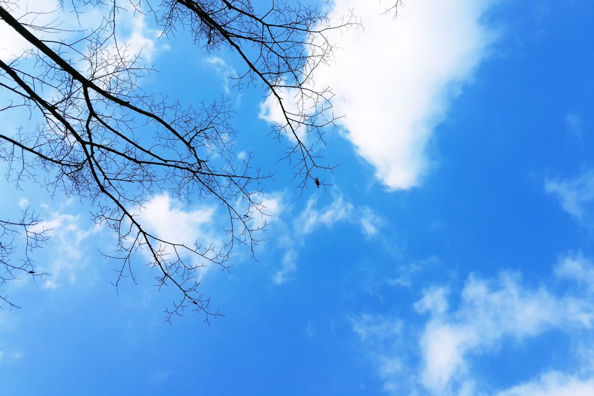 Pictures of tree branches, blue sky and white clouds