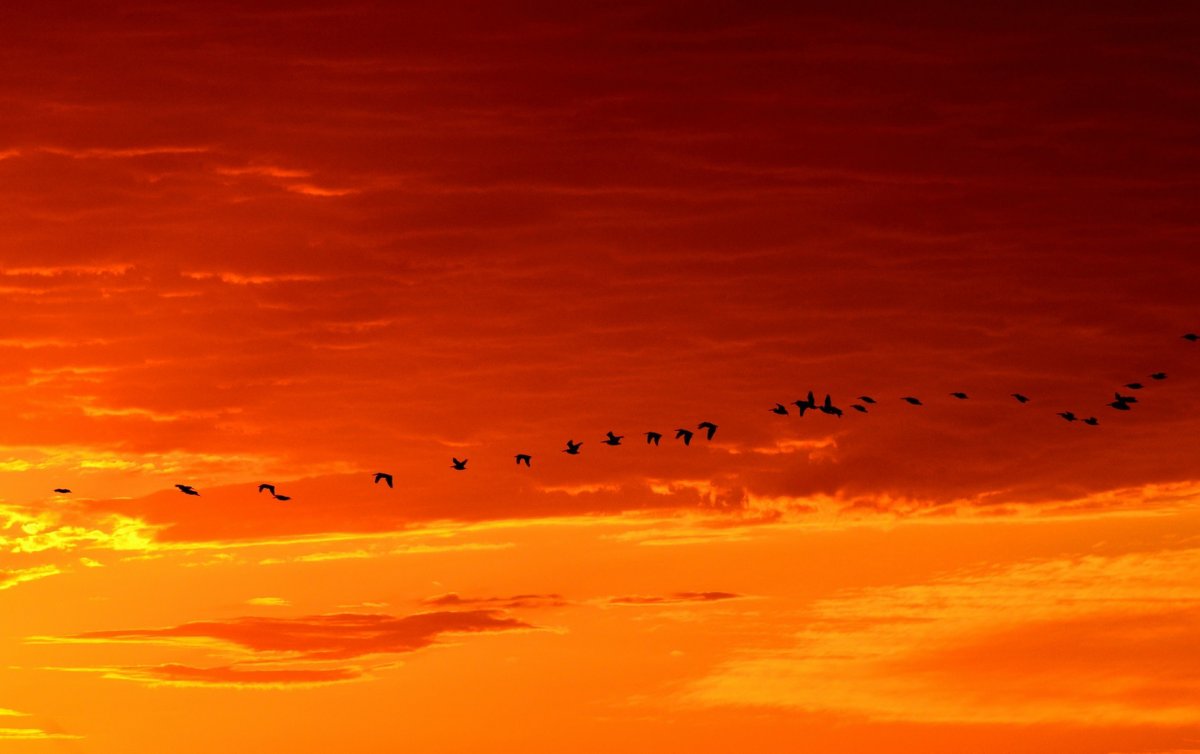 Pictures of birds flying in the sunrise sky