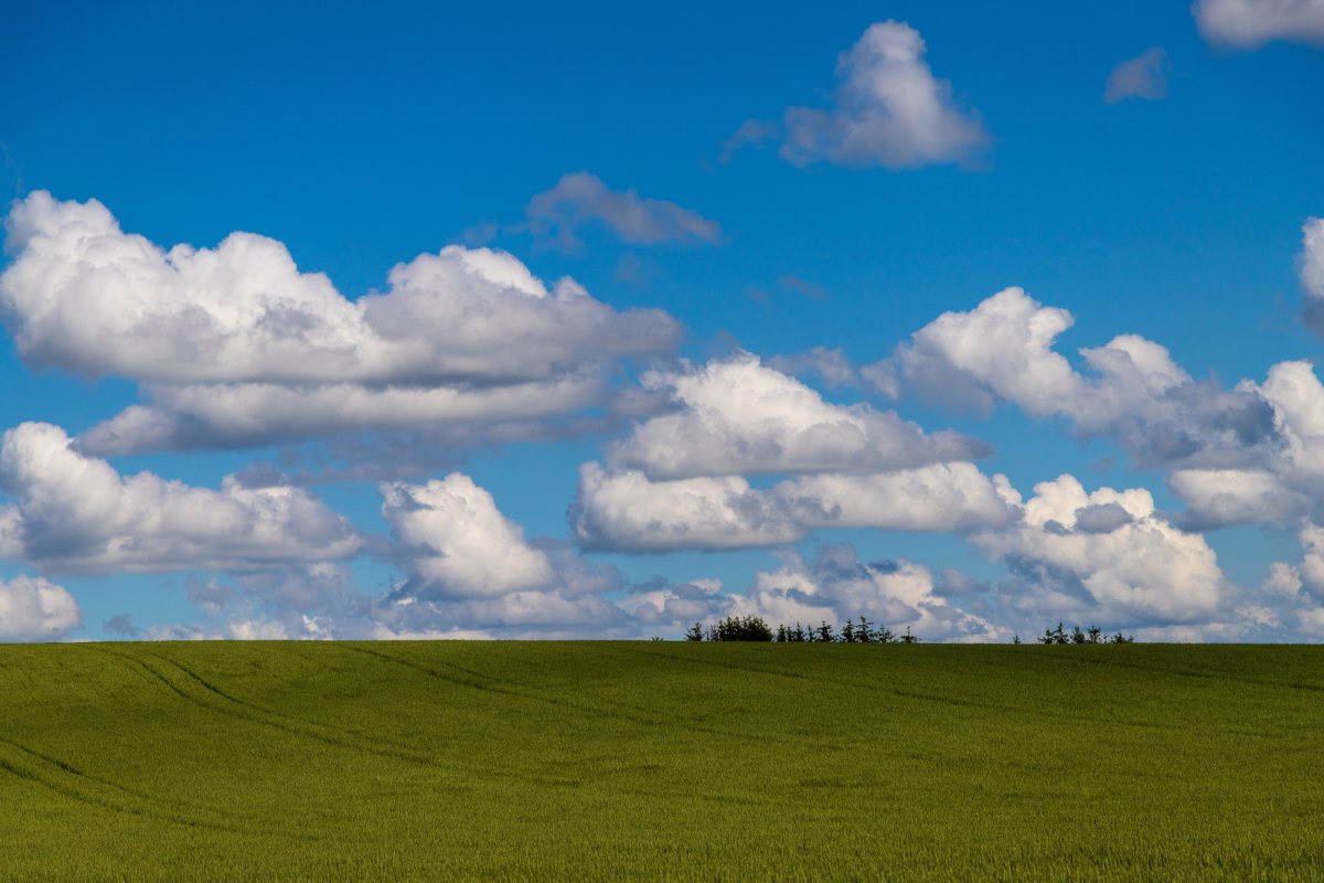 Grassland blue sky and white clouds landscape picture