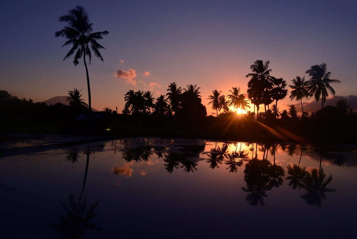 Beautiful landscape picture of coconut trees at sunrise in the morning