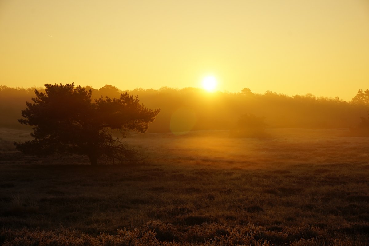Morning fog sunrise pictures