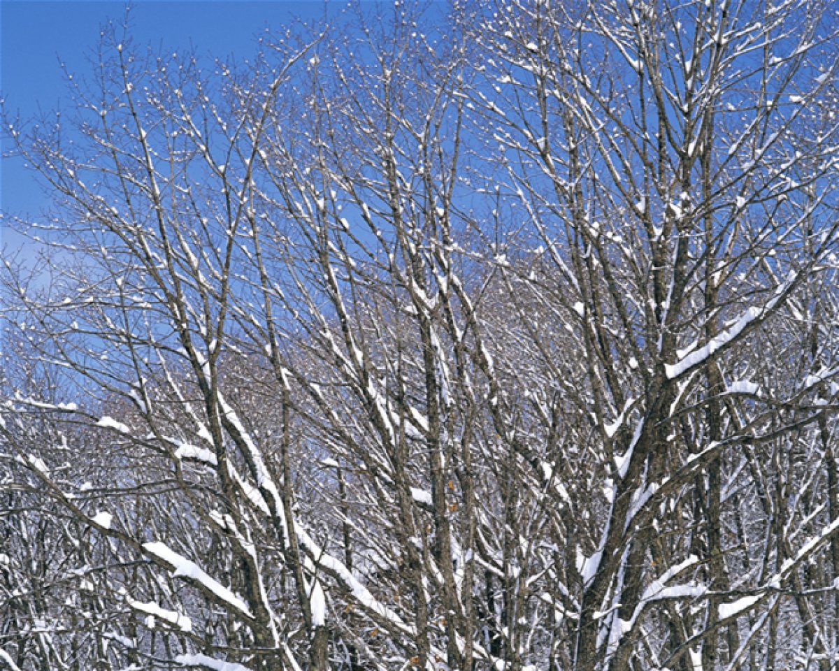 Trees and snow pictures
