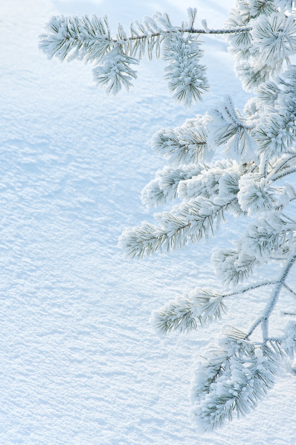HD pictures of pine trees and snow