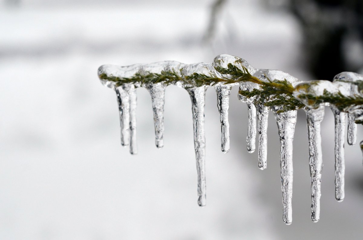Pictures of icy branches
