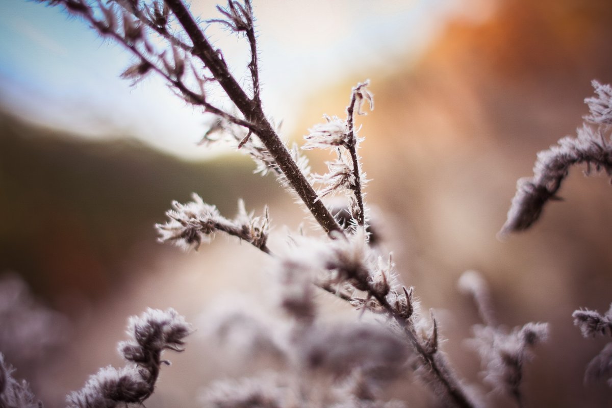 frosty tree branches pictures