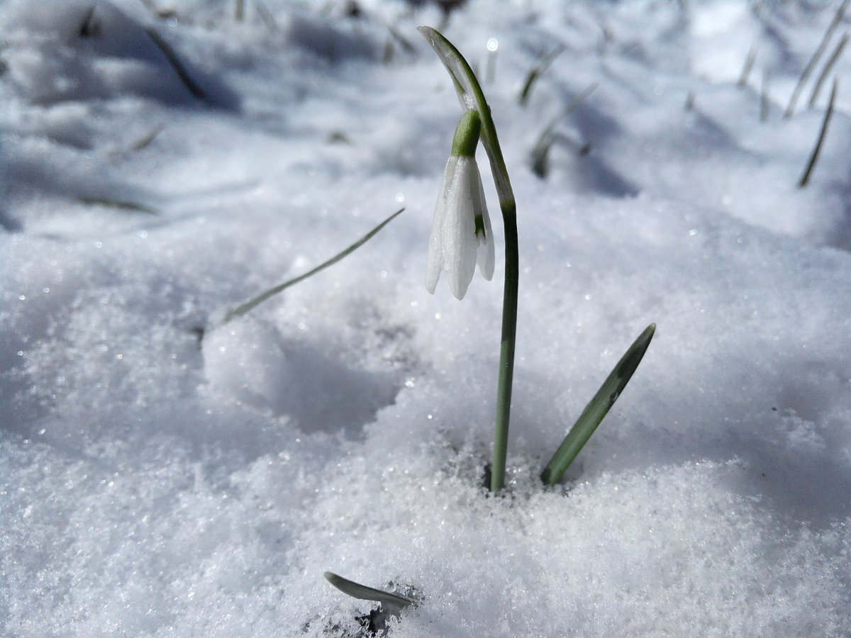 Snow flowers and grass pictures