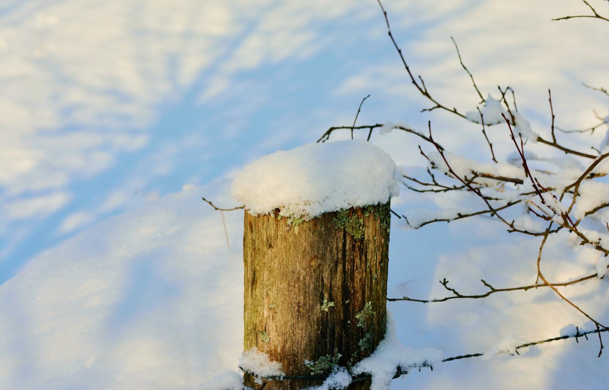 Picture of wooden piles in the snow in winter
