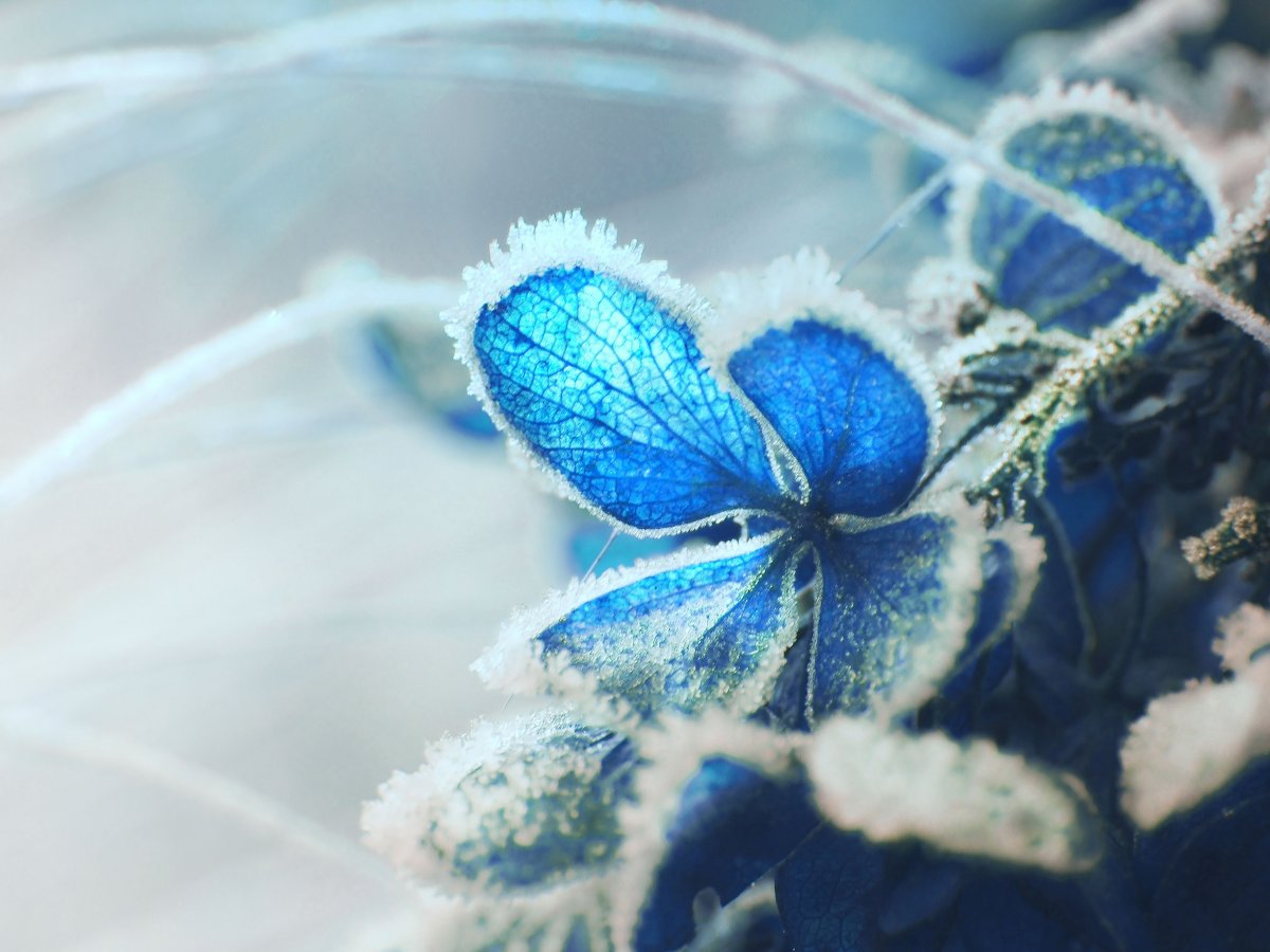 Beautiful flowers, ice and snow pictures