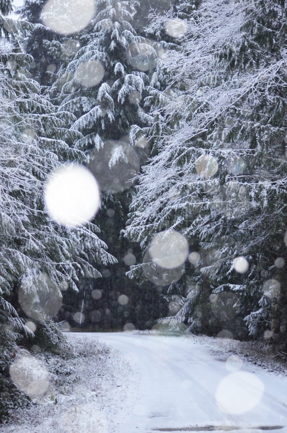 Beautiful snowing night pictures