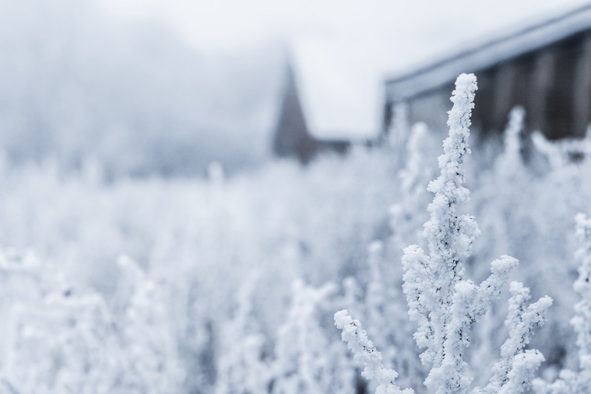 Beautiful winter frost and snow pictures
