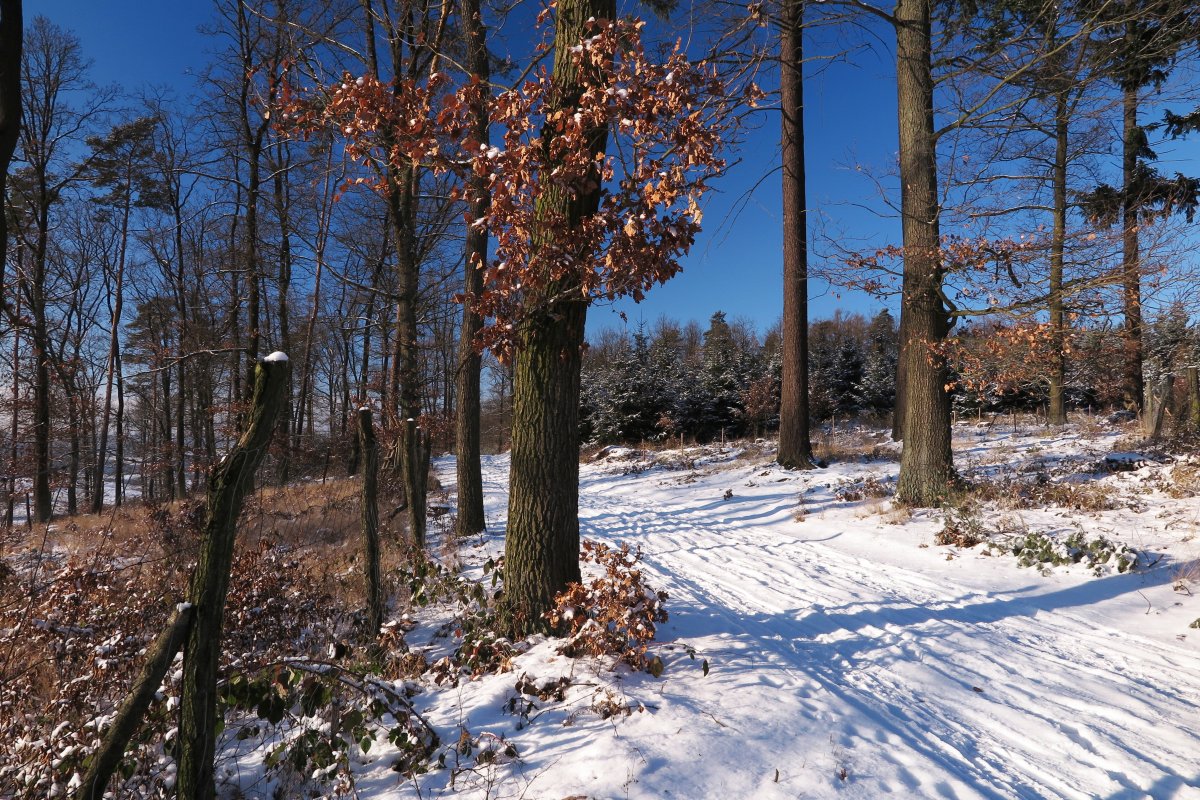 Winter forest snow scene pictures