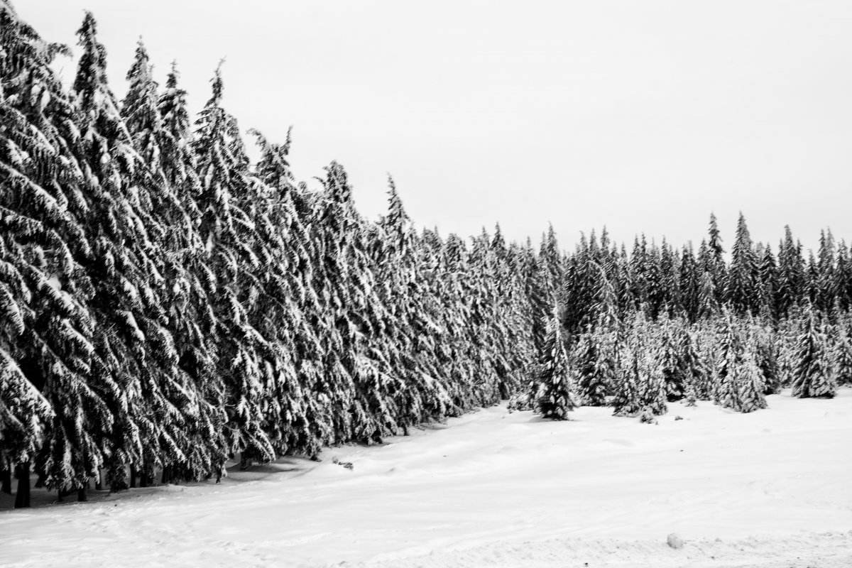 Winter snow scene black and white photography