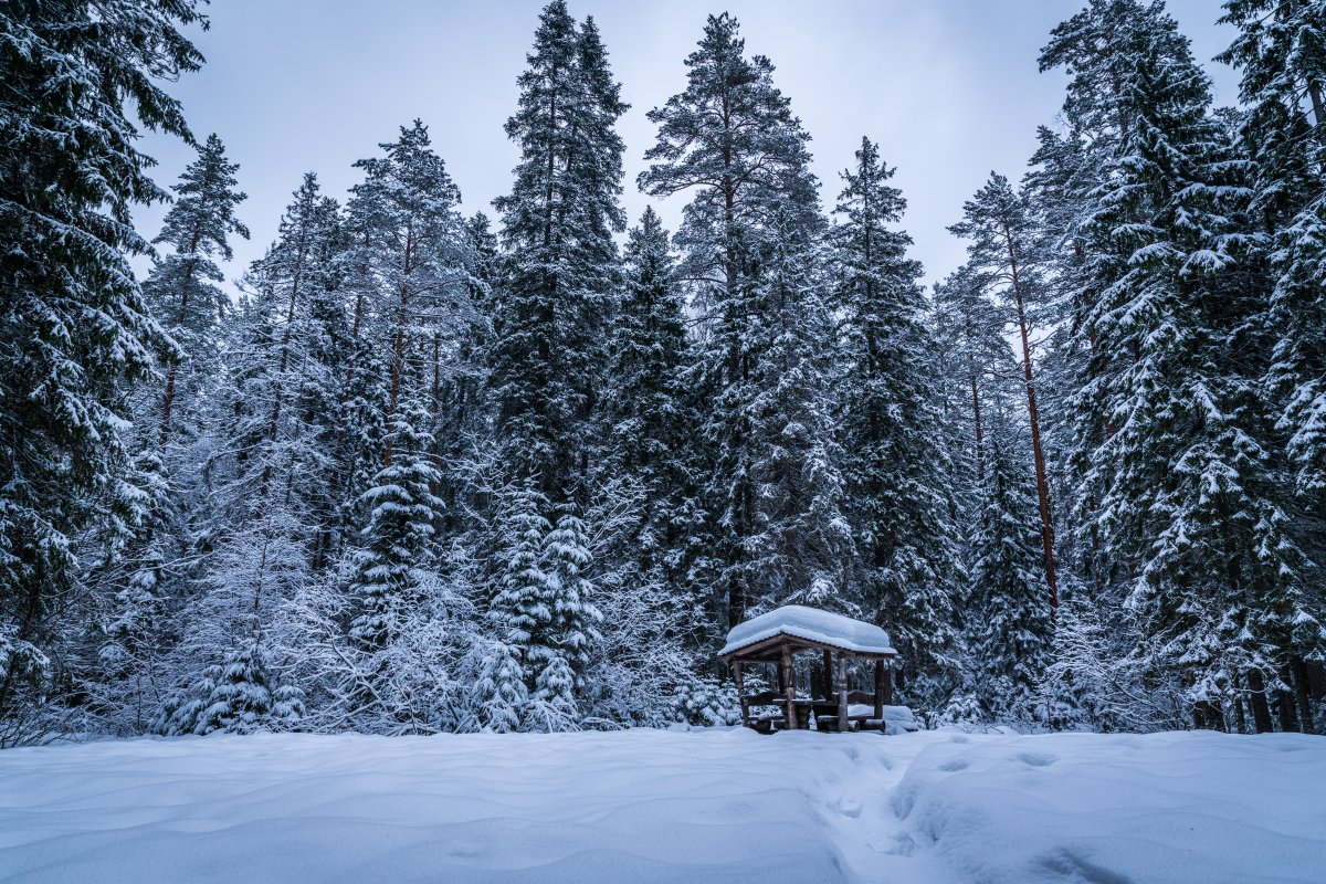 Beautiful pictures of forest and snow scenery on sunny days