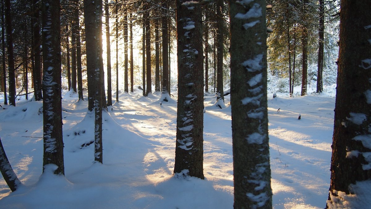 winter forest snow pictures