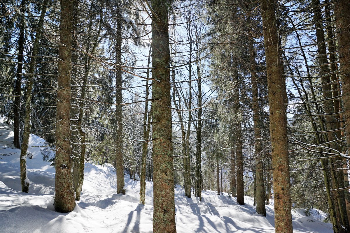 forest trees snow pictures