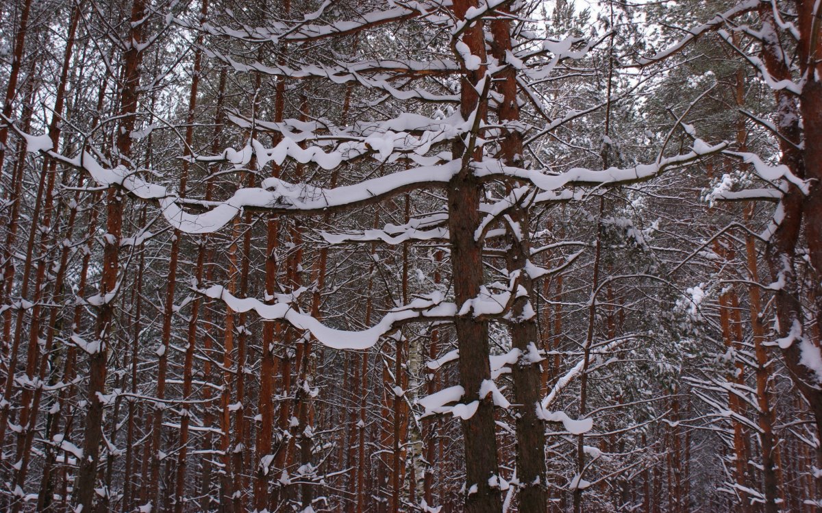 Pictures of snowy scenery in the woods in winter