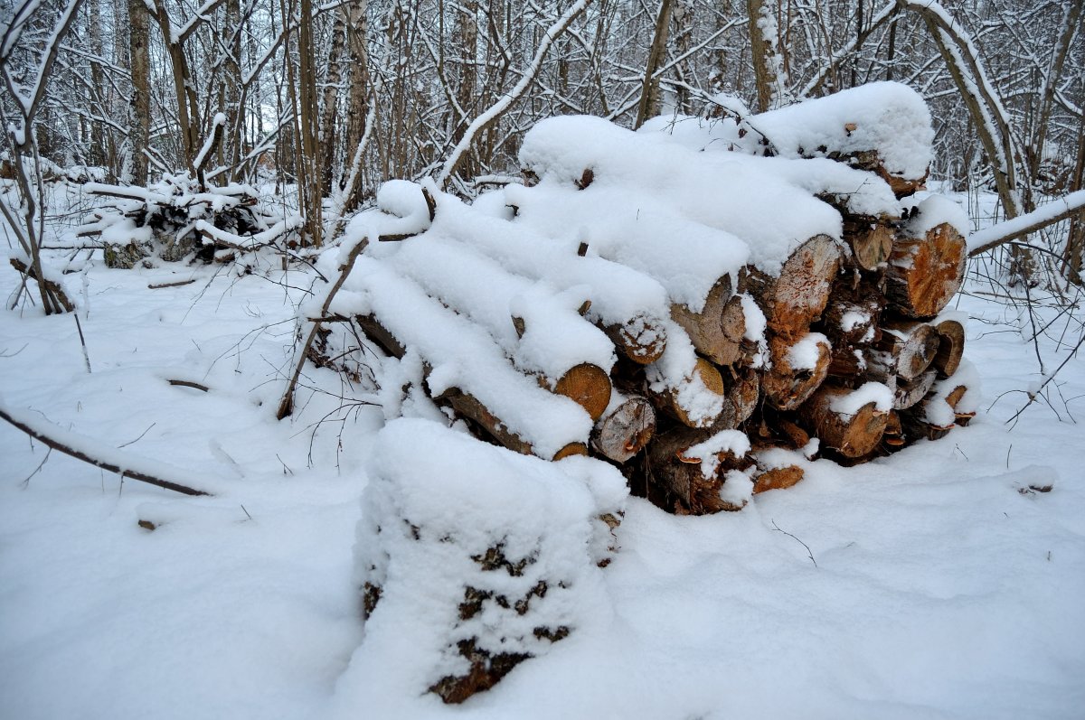 Picture of wood pile in forest snow
