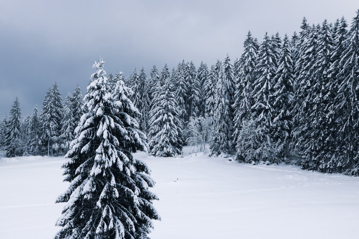 Winter pine forest snow pictures