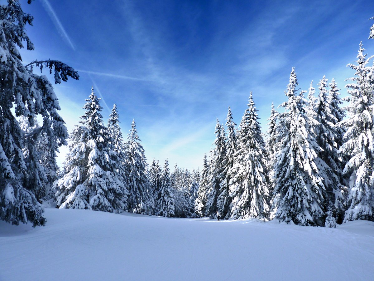 Pictures of fir trees in winter snow