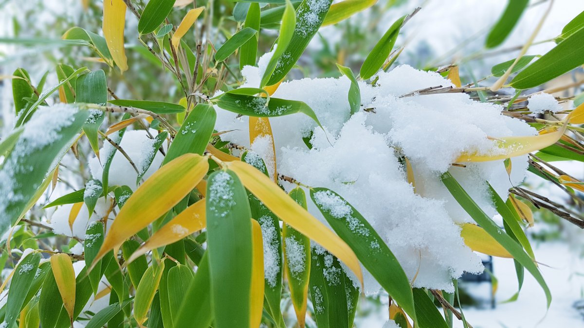 Pictures of snow in bamboo forest in winter
