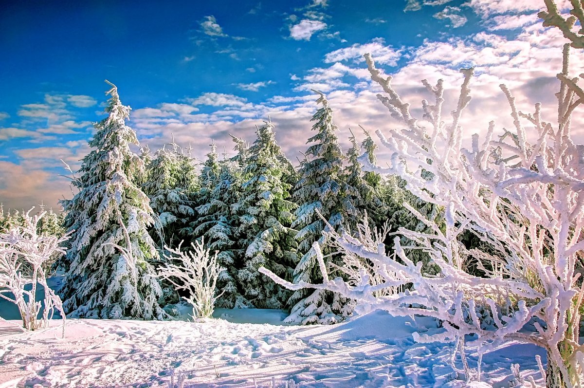 Trees snow scenery pictures