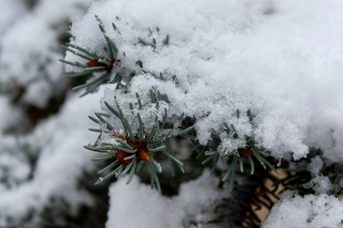 Pictures of pine flowers covered with frost