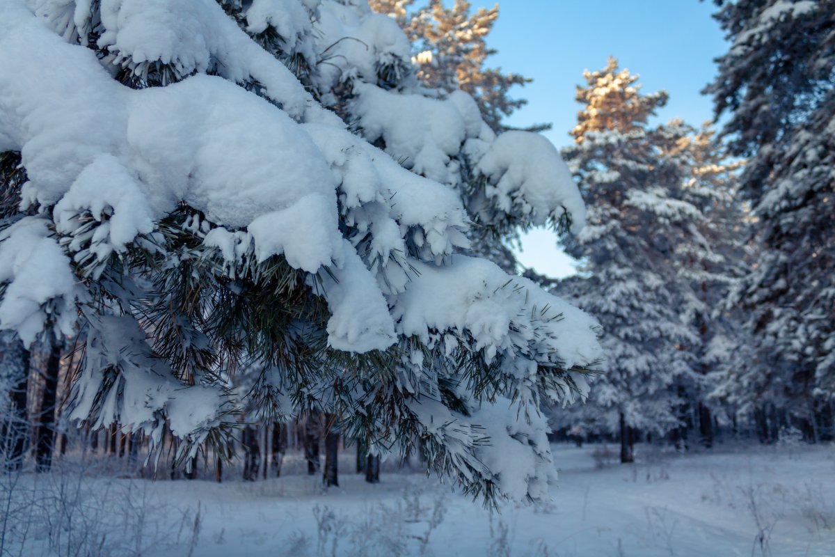 winter forest cedar snow picture