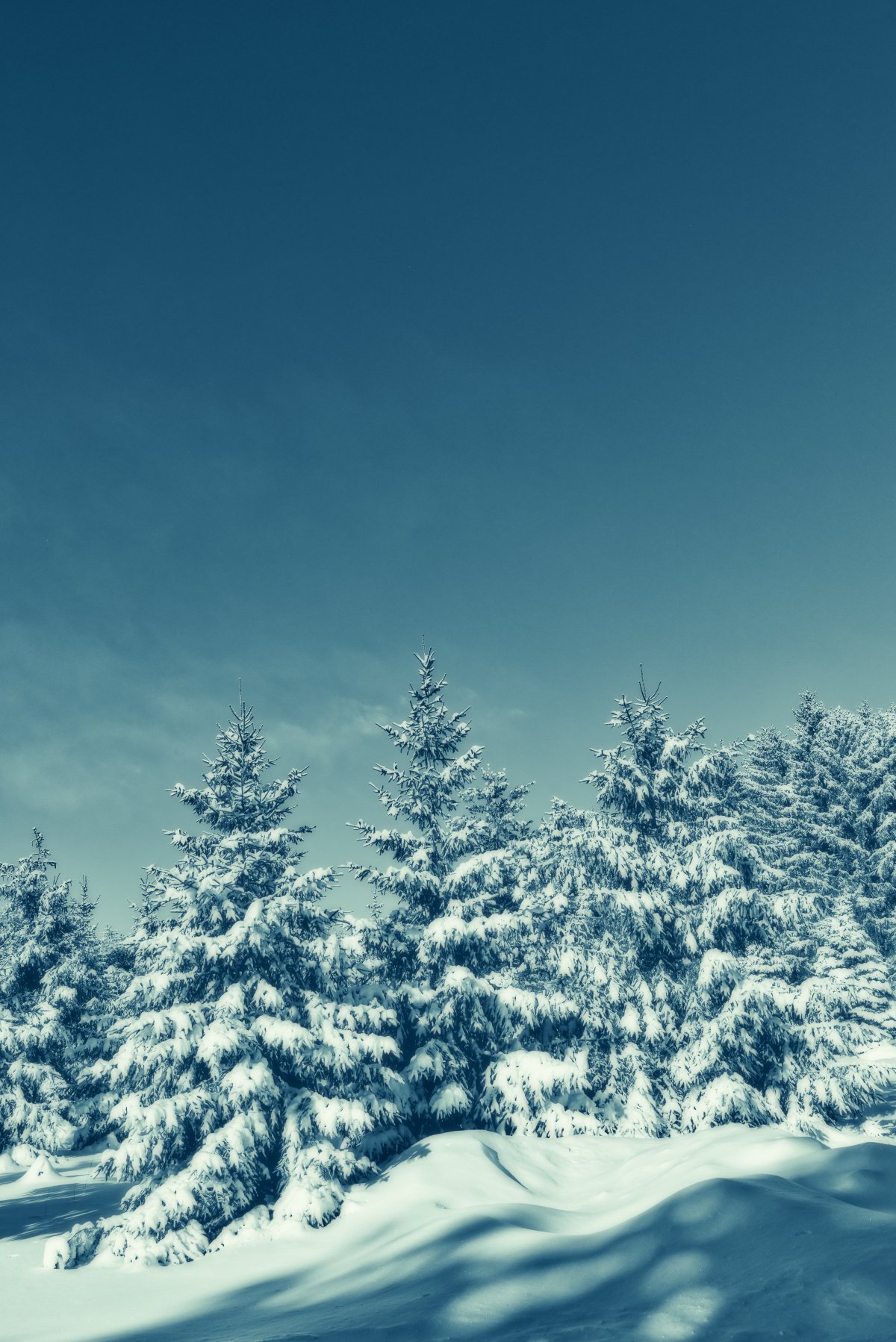 Pictures of snowy scenery with blue sky and woods