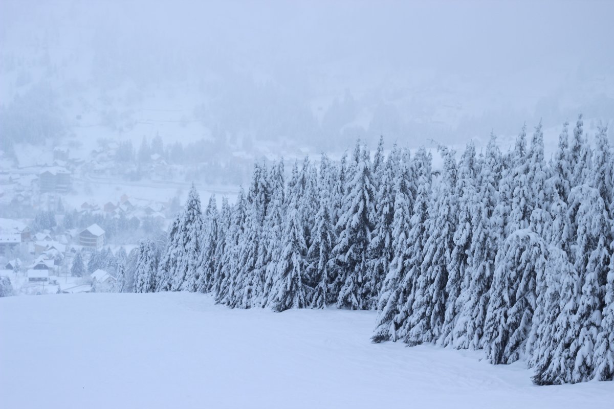 Winter white snow landscape picture