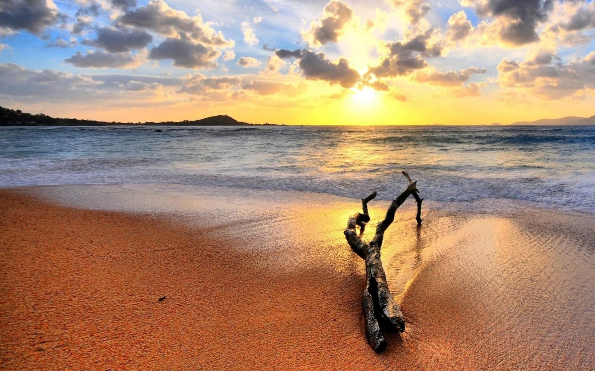 Picture of tree branches at sunset on the beach at dusk