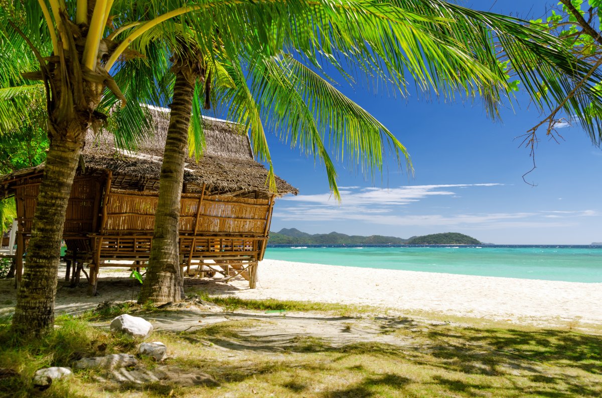 Beach hut coconut tree picture