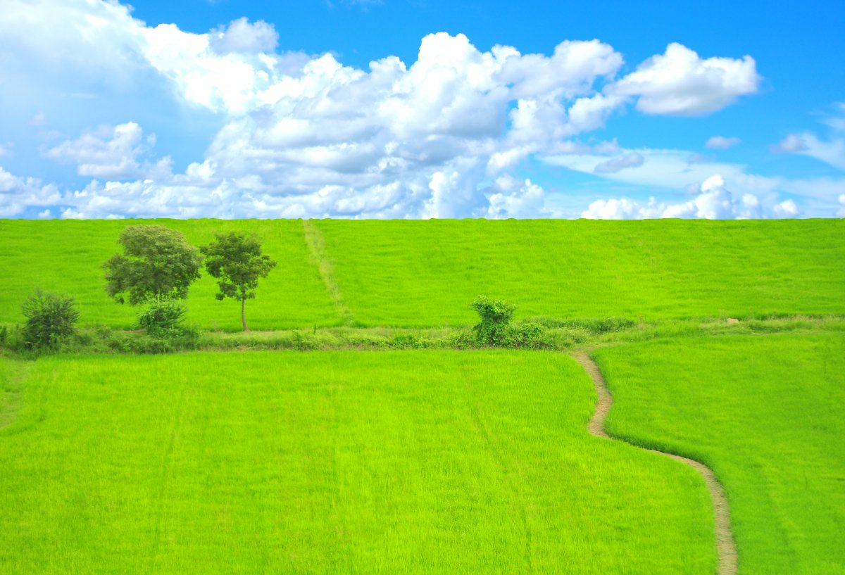 Grass green lawn HD picture