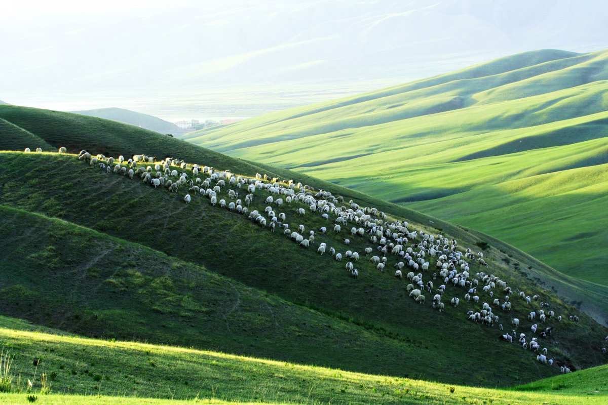 Pictures of sheep herding in the imperial city grassland