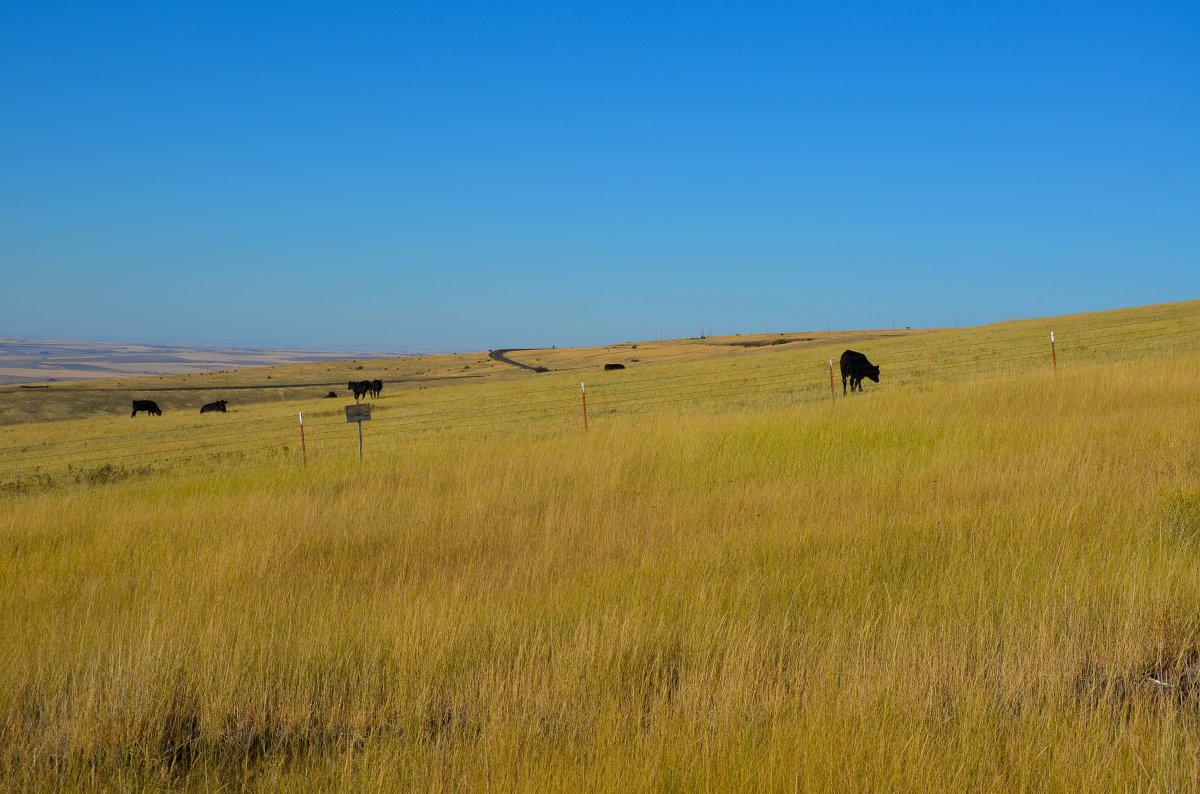 Pasture grassland pictures